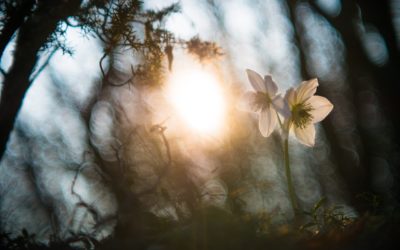 “La Chiave della Vita” e l’equinozio di primavera